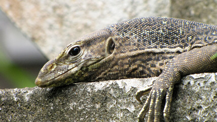 close up of a lizard