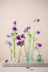 Columbine flowers in glass bottles.