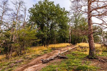 Sommerwanderung durch die Drachenschlucht in der Nähe von Eisenach - Thüringen - Deutschland