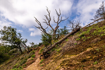 Sommerwanderung durch die Drachenschlucht in der Nähe von Eisenach - Thüringen - Deutschland