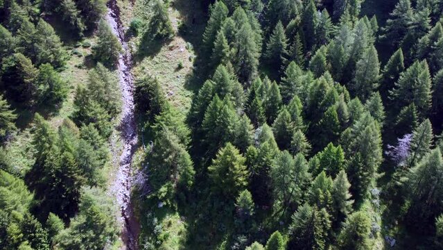 Aerial view of forest and mountains in Val Grande (Alta Valcamonica), Lombardy, Italy. Trees and mountain range seen from drone flying in the sky. Alpine valley and natural landscape of Italian Alps
