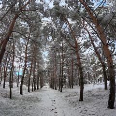 snow on the branches. trees in the snow. a lot of snow in the forest. Tree branches in the snow, close up. Winter in the forest.