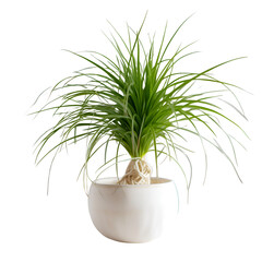 Plant in a pot isolated on white background. clipping path included
