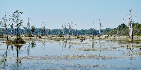 Photograph featuring a landscape perspective of countless dead trees located on a flooded swampy area during a hot day.