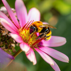 A detailed view of a bee collecting pollen from a vibrant flower in a lush garden.