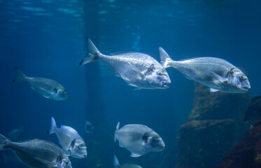 Obraz premium Gilt-head breams or Sparus aurata