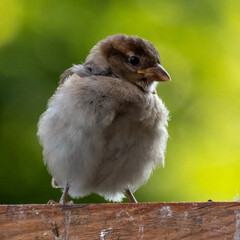 Fluffy sparrow sitting on a fence