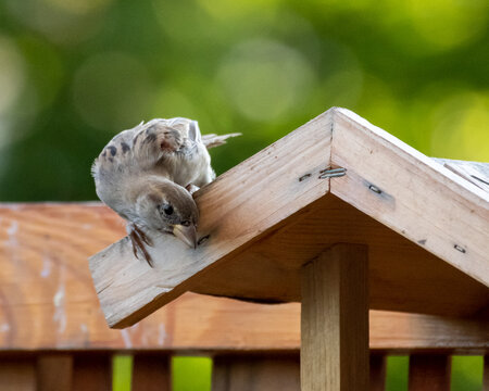 A sparrow looking for food in the feeder