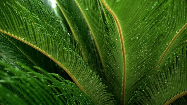 Dolly shot of cycas palm tree leaves covered with tiny water droplets after tropical rain. Abstract natural background or backdrop