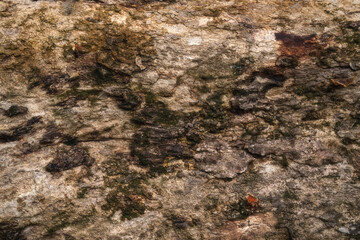 Natural tree bark texture pattern.