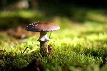 a big mushroom on moss