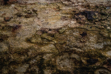 Natural tree bark texture pattern.