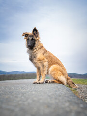 german shepherd dog
