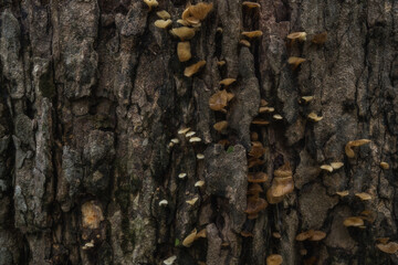 Natural tree bark texture pattern.