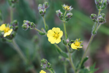 Silvery cinquefoil, Potentilla argentea. Yellow flowers. Perennial herbaceous plant species of the genus Potentilla of the Rosaceae family. Used in medicine. - obrazy, fototapety, plakaty
