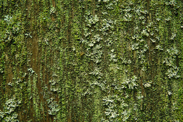 old wooden wall covered with mold, moss and lichens