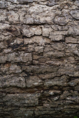 Natural tree bark texture pattern.