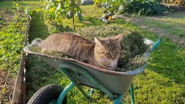 The cat lies in a garden wheelbarrow with mowed grass. The concept of horticulture, gardening summer or autumn work in the garden and vegetable garden