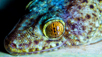 the close up eye of gecko,.