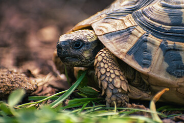 Obraz premium Turtle