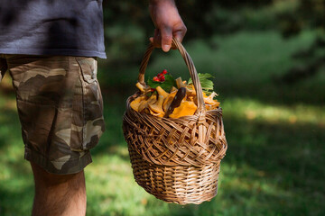 Noble, edible chanterelle mushrooms. A mushroom picker man collects chanterelles in a birch forest....