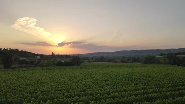 coucher de soleil sur un vignobles dans le Vaucluse