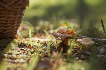Noble, edible chanterelle mushrooms. Two yellow chanterelles grow in the grass in a birch forest. Beautiful texture of nature background at dawn.