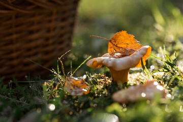 Noble, edible chanterelle mushrooms. Two yellow chanterelles grow in the grass in a birch forest. Beautiful texture of nature background at dawn.