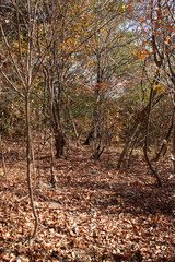 autumn in the forest, photography