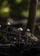 beautiful closeup of Copelandia Mushroom Panaeolus Cyanescens or Copelandia Cyanescens Panaeolus papilionaceus mushroom Panaeolus sphinctrinus