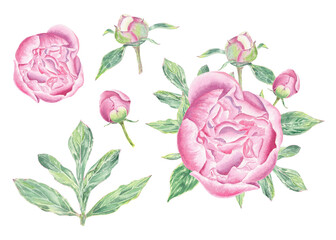Watercolor clipart peony flower hand drawn in the botanical style for use in logo, wedding, holiday and birthday designs. Pink daisy cute isolated elemet decorating cards, gift wrapping, invitation