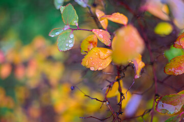 colorful autumn leaves. autumn leaves with rain drops. large drops on yellow leaves. autumn nature.