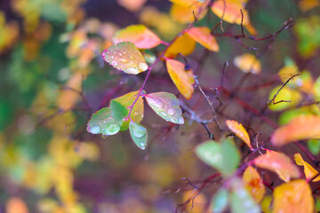 colorful autumn leaves. autumn leaves with rain drops. large drops on yellow leaves. autumn nature.