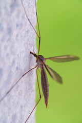 a marsh crane fly, tipula oleracea, on a the white house wall at a summer day