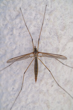 a marsh crane fly, tipula oleracea, on a the white house wall at a summer day