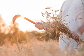 A man holds golden ears of wheat and a sickle against the background of a ripening field. Farmer's...