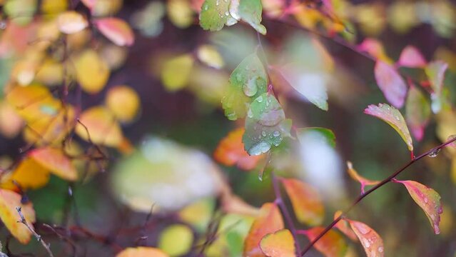 colorful autumn leaves. autumn leaves with rain drops. large drops on yellow leaves. autumn nature.