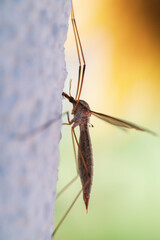 a marsh crane fly, tipula oleracea, on a the white house wall at a summer day