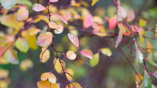 colorful autumn leaves. autumn leaves with rain drops. large drops on yellow leaves. autumn nature.