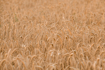 Golden ears of wheat on the background of a ripening field. Agricultural plant close-up. The concept of planting and harvesting a rich harvest. Rural landscape at sunset.