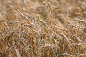 Golden ears of wheat on the background of a ripening field. Agricultural plant close-up. The concept of planting and harvesting a rich harvest. Rural landscape at sunset.
