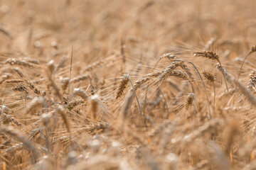 Fototapeta premium Golden ears of wheat on the background of a ripening field. Agricultural plant close-up. The concept of planting and harvesting a rich harvest. Rural landscape at sunset.