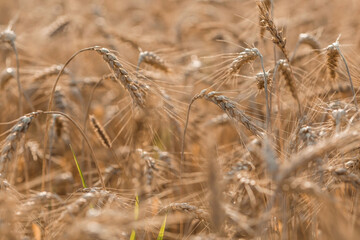 Fototapeta premium Golden ears of wheat on the background of a ripening field. Agricultural plant close-up. The concept of planting and harvesting a rich harvest. Rural landscape at sunset.