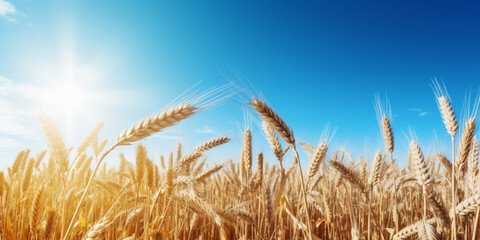beautiful illustration of a field of ripe wheat against blue sky. 
