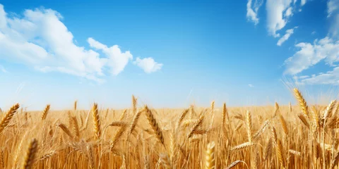 Fotobehang beautiful illustration of a field of ripe wheat against blue sky.  © xartproduction
