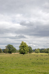 Agricultural landscape in the UK