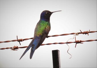 Fototapeta premium hummingbird on a branch fotografía naturaleza ave pluma color 