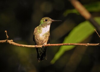 hummingbird on a branch fotografía nature green bird  wildlife  wild  perched 