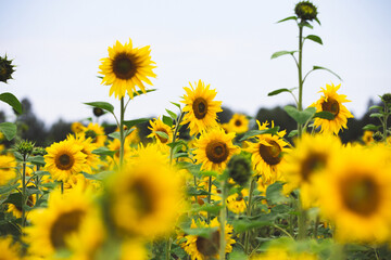 field of sunflowers