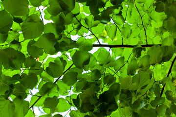 Fototapeta na wymiar Green linden leaves. Natural background. Ecology and environment concept.
